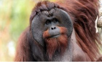 OrangutanInfo