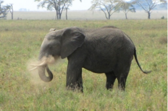 ElephantInfo